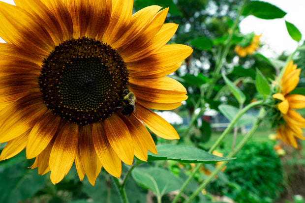 <h2>Alles voor de tuin</h2>